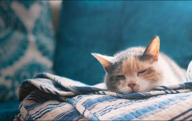 如何科学避免猫生大坎--猫的三大传染病
