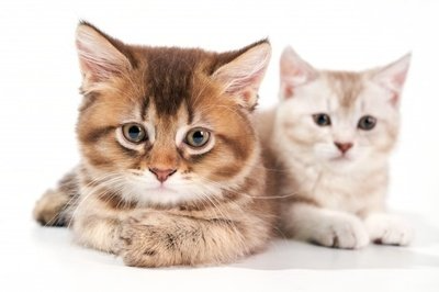 300亿活菌+益生元，朴歌猫粮，呵护猫咪肠胃健康