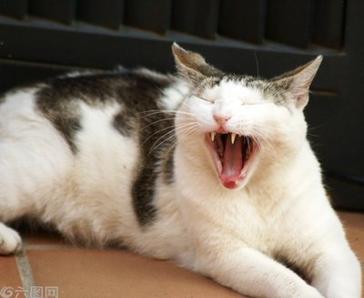 关于猫咪的牙齿，你了解多少