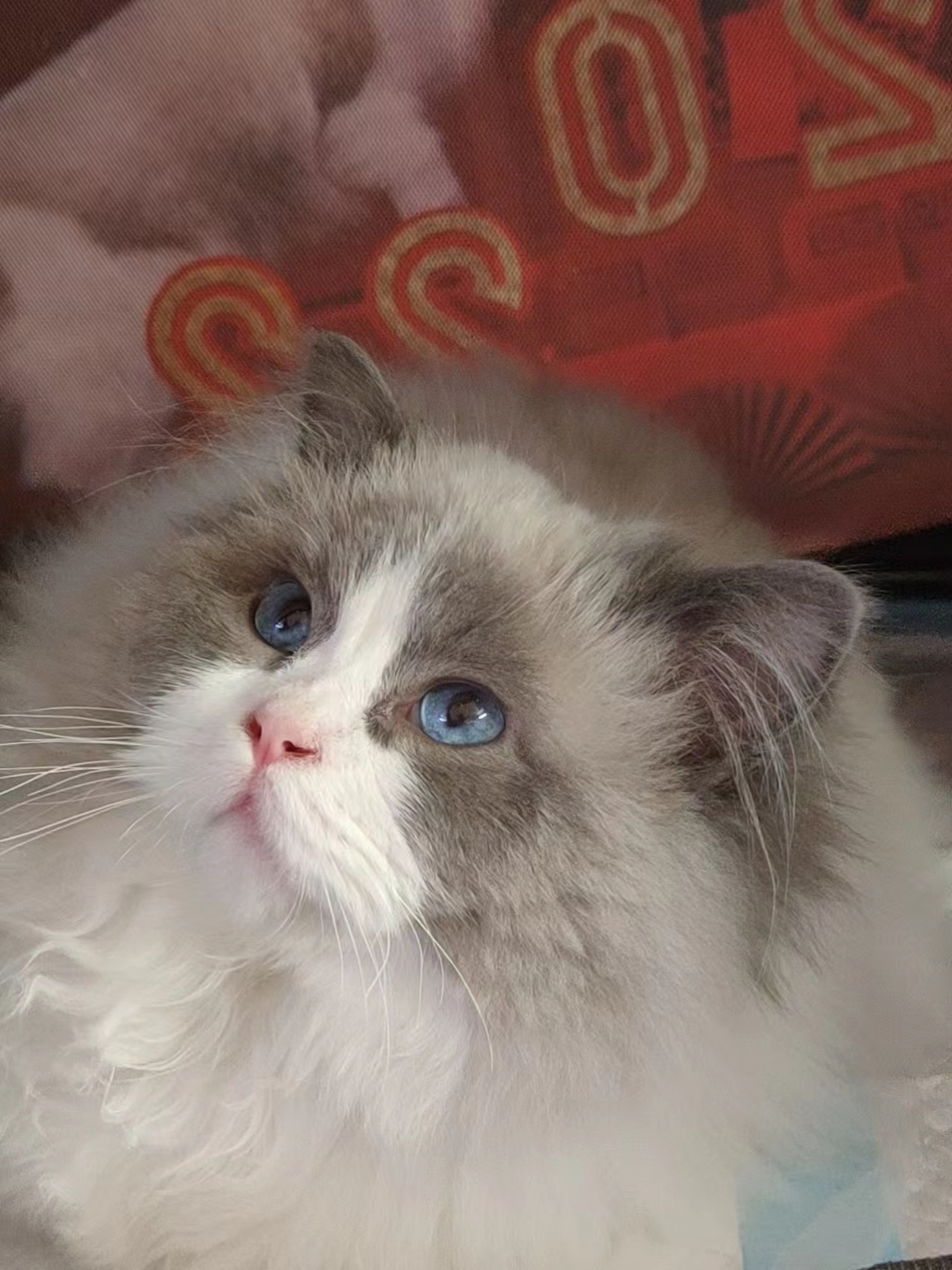 夏天和蚊子一起来了，养猫家庭该如何有效驱蚊